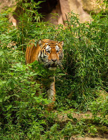 Kanha National Park with Holiday Besties