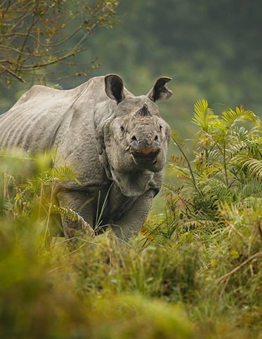 Kaziranga National Park with Holiday Besties