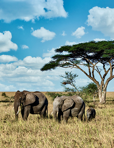 Masai Mara National Reserve Holiday Besties